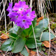 Primula polliniana