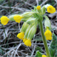 Primula veris v.