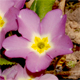 Primula vulgaris r.