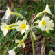Primula x polyantha