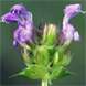Prunella grandiflora
