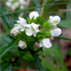 Prunella laciniata
