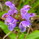 Prunella vulgaris