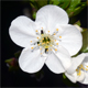 Prunus avium