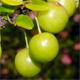 Prunus cerasifera