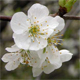 Prunus cerasus