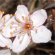 Prunus dulcis