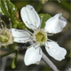 Prunus fruticosa