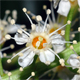Prunus laurocerasus