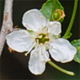 Prunus mahaleb