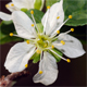 Prunus spinosa