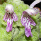 Pseudodictamnus mediterraneus