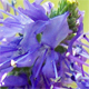 Veronica spicata f.