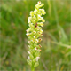 Pseudorchis albida