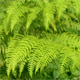 Pteridium aquilinum