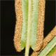 Pteris vittata