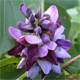 Pueraria lobata