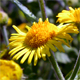Pulicaria dysenterica