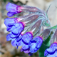 Pulmonaria australis