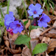Pulmonaria officinalis