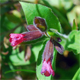 Pulmonaria vallarsae