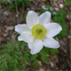 Pulsatilla alpina a.