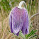 Pulsatilla montana
