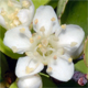 Pyracantha crenulata