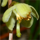 Pyrola chlorantha