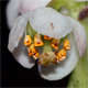 Pyrola minor