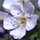 Pyrus communis