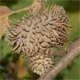Quercus cerris