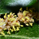 Quercus ilex