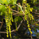 Quercus petraea