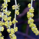 Quercus pubescens