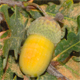 Quercus robur