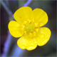 Ranunculus acris