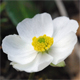 Ranunculus alpestris
