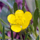 Ranunculus arvensis