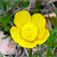 Ranunculus breyninus