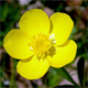 Ranunculus bulbosus