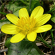 Ficaria verna