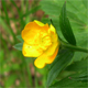 Ranunculus lanuginosus