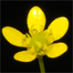 Ranunculus muricatus