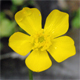 Ranunculus tuberosus