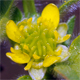 Ranunculus parviflorus