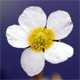 Ranunculus pseudofluitans