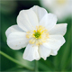 Ranunculus platanifolius