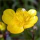 Ranunculus repens