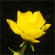 Ranunculus sardous